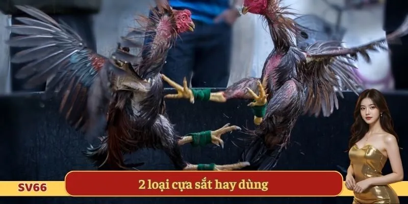 2 loại cựa sắt hay dùng