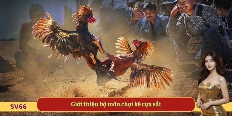 Giới thiệu bộ môn chọi kê cựa sắt