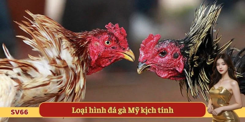 Loại hình đá gà Mỹ kịch tính